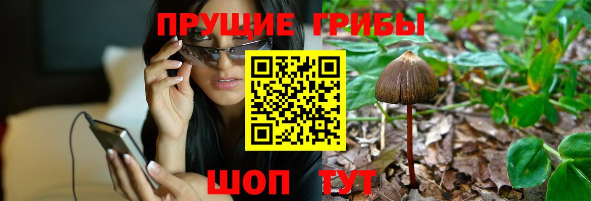 Псилоцибиновые грибы Psilocybine cubensis  Вход с VPN  Ефремов 